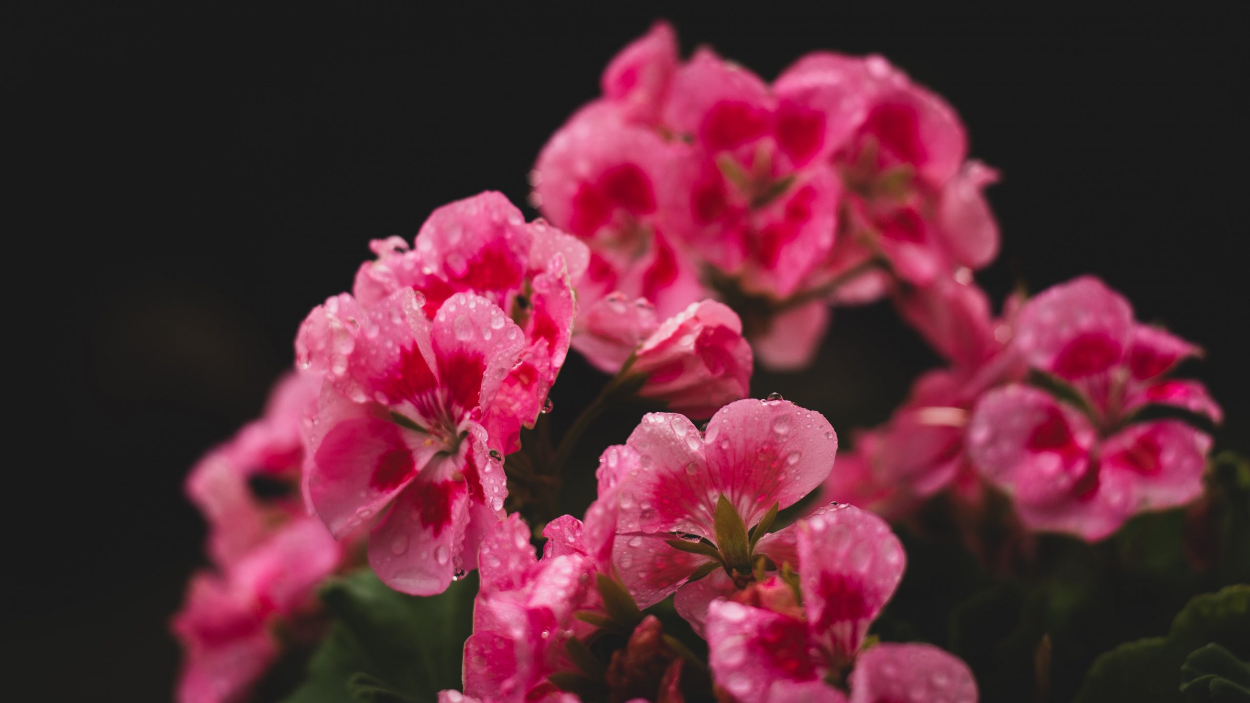 guillaume-muckensturm-aZExs-TYK8s-unsplash